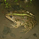 Marshfrog (Pelophylax ridibundus)