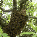 Pack of bees