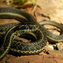 Northwestern Gartersnakes (Thamnophis ordinoides)