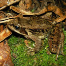 Iberische beekkikker (Rana iberica)