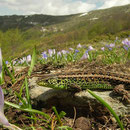 Sand Lizard (Lacerta agilis bosnica) male