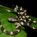 blunt-headed tree snake (Imantodes cenchoa)