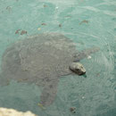 African Sofshell Turtle (Trionyx triunguis)