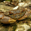 In het beekje liepen zoetwaterkrabben rond (Potomon fluviatilis). 