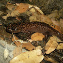 California Giant Salamander (Dicamptodon ensatus)