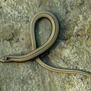 Griekse hazelworm (Anguis graeca)