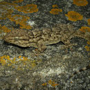 Moorish Gecko (Tarentola mauritanica)