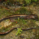 Goudstreepsalamander (Chioglossa lusitanica)