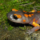 Sierra Nevada Ensatina (Ensatina eschscholtzii platensis) close-up