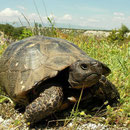 Breedrandschildpad (Testudo marginata)