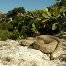 Blunt-nosed Viper (Macrovipera lebetina schweizeri)