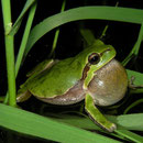 Tyrrheense boomkikker (Hyla sarda) roepend mannetje