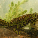 Marmersalamander (Triturus marmoratus)