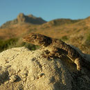 Kotschy's Gecko (Mediodactylus kotschyi