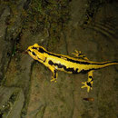 Vuursalamander (Salamandra salamandra fastuosa) vrouwtje larven aan het afzetten.