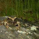 Greek stream frog (Rana graeca)