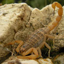 Schorpioen (Mesobuthus gibbosus)