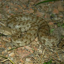 Our first Blunt-nosed Viper (Macrovipera lebetina schweizeri)
