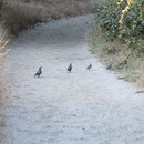 California Quail (Callipepla californica)