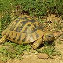 Eating Hermann's Tortoise (Testudo hermanni)