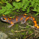 Sierra Nevada Ensatina (Ensatina eschscholtzii  platensis)