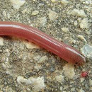 Wormslang (Typhlops vermicularis