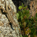 Sagebrush Lizard (Sceloporus graciosus vandenburgianus) 