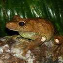 gladiator treefrog (Hypsiboas boans)