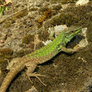 Italian Wall Lizard (Podarcis siculus) 