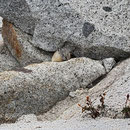 American Pika (Ochotona princeps)