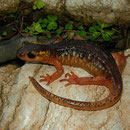 Marmaris Salamander (Lyciasalamandra flavimembris) female