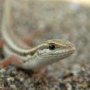 Slangenooghagedis (Ophisops elegans) juveniel