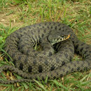 Grass Snake (Natrix natrix sicula)