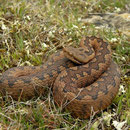 Wipneusadder (Vipera latastei) mannetje