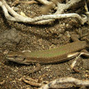 Aeolian Wall Lizard (Podarcis raffonei alvearioi)