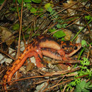 Fazilae's Salamanders (Lyciasalamandra fazilae) in amplexus