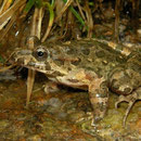 Tyrrheense schijftongkikker (Discoglossus sardus)