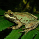 Northern Pacific Treefrogs (Pseudacris regilla)
