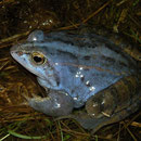 Heikikker (Rana arvalis) mannetje
