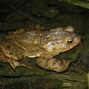 Gewone pad (Bufo bufo)