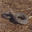 Blunt-nosed Viper (Macrovipera lebetina schweizeri) striking, still from a small clip I made.