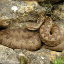 Wipneusadder (Vipera latastei) vrouwtje