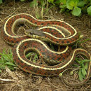 Western Terrestrial Garter Snake (Thamnophis elegans terrestris)
