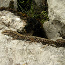 Muurhagedissen (Podarcis muralis)