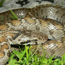 Transcaucasian Ratsnake (Zamenis hohenackeri)