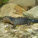 Alpenwatersalamander (Mesotriton alpestris)