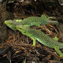 Parelhagedissen (Timon lepidus)