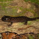 California Giant Salamander (Dicamptodon ensatus) & California Slender Salamander (Batrachoseps attenuatus) size comparison 