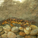 Balkan Crested newt (Triturus ivanbureschi) less typical male