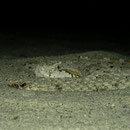 Sidewinder (Crotalus cerastes) from lizard perspective.
